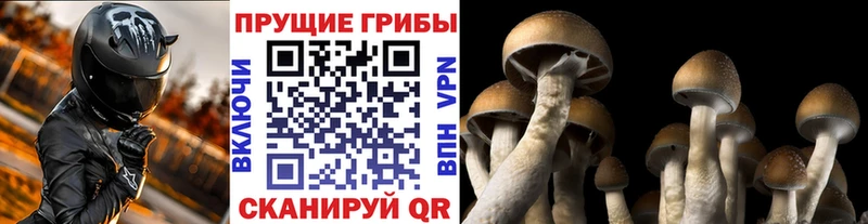 купить  сайты  Стародуб  Псилоцибиновые грибы мухоморы 